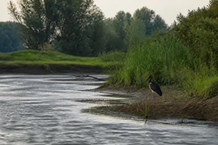 Barză neagră filmată pe râul Prut, într-un colț sălbatic din județul Botoșani